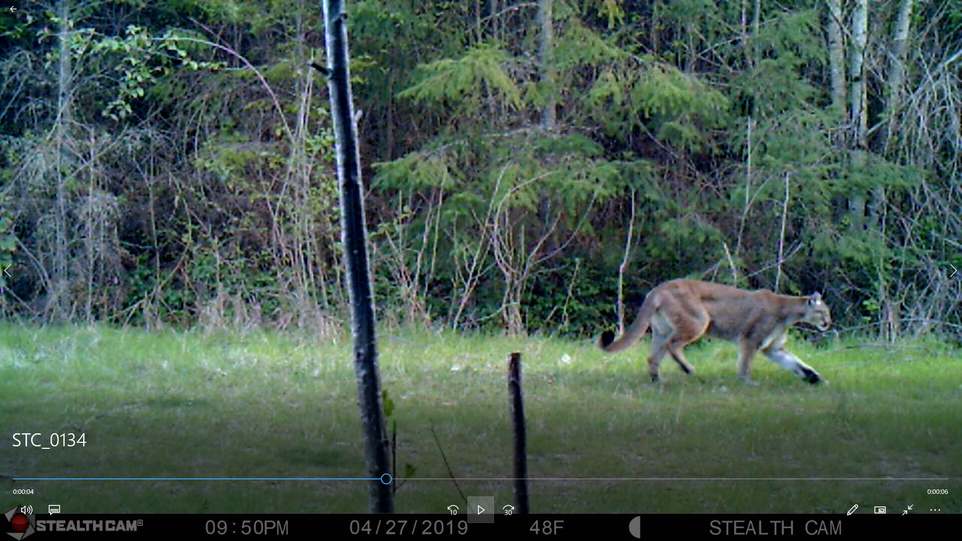 Apex predators captured on camera! - Community Forest